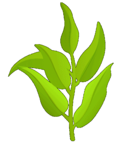 Daria Sera MD - Holistic Health & Fertility Clinic - Natural Health Center - Holistic Healing | Infertility Treatment | Hypnosis | Holistic Medicine - Daria Sera MD