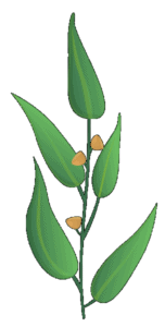 Daria Sera MD - Holistic Health & Fertility Clinic - Natural Health Center - Holistic Healing | Infertility Treatment | Hypnosis | Holistic Medicine - Daria Sera MD
